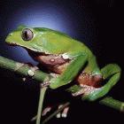 The tree frog <i>Phyllomedusa bicolor</i> produces chemicals with antibiotic properties from its skin