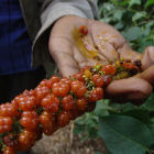 Soapberry