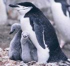 Los pingüinos habitan la Patagonia Argentina