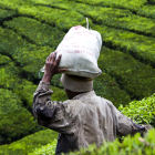 Plantation worker in Malaysia