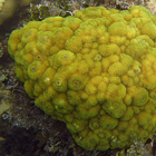 Porites astreoides 