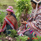 Potato farmers in Peru