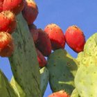 Prickly pear catus