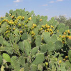 Prickly pear cactus