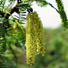 Flowers of the Prosopis juliflora tree