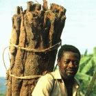bark used in trad med