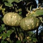 Traditional pumpkin variety in India, a major centre of crop diversity