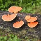 Pycnoporus sanguineus is one of the species the Malaysian researchers are studying