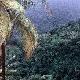 A rainforest in La Croix Maingot, Santa Lucia