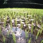 Rice fields emit between 50 and 100 million tonnes of methane each year
