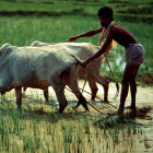 A rainfed field in Bangladesh
