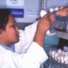 Thai researcher at the National Centre for Genetic Engineering and Biotechnology, Bangkok