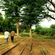 Tree nursery, Niger