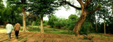 Une p&eacute;pini&egrave;re d'arbres au Niger - Flickr/vodkamax