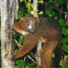 Red-bellied lemur in Ranamofana National Park, Madagascar