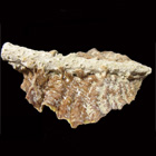 Fósil de Dendostrea frons y Acropora cervicornis