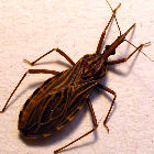 <i>Rhodinus prolixus</i>