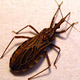 <i>Rhodinus prolixus</i> <i>Rhodinus prolixus</i>