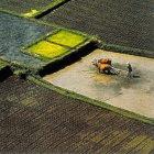 Smallholder rice production in Java, Indonesia