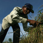 A rice farmer in Cambodia