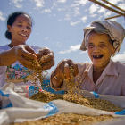 Indonesian rice farmer