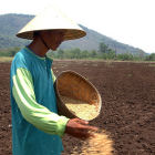 A rice farmer in the Philippines 