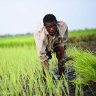Rice farmer in Africa