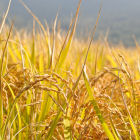 Rice plants