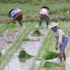 Rice planting, Myanmar