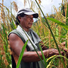Rice farmer - Flickr\CIAT (by Neil Palmer)