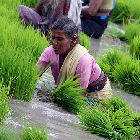 A rice farmer