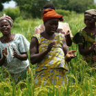 Rice farmers