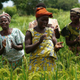 Rice farmers