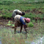 African rice farmers