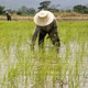 Rice farmer