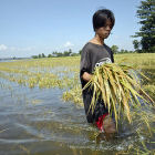 Man walking through a flooded ricefield Man walking through a flooded ricefield