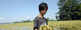 Man walking through a flooded ricefield by Flickr/ World Bank Photo Collection