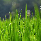 Rice plants