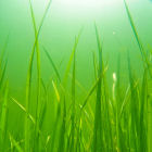 Rice plants