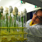 Rice research