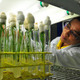Rice research