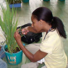 Woman studying crops