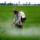 Rice spraying in Vietnam