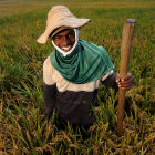 Bean planting in Colombia - Flickr\CIAT (by Neil Palmer)