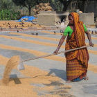 Rice worker in