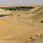 Camels grazing along a run-off river south of Riyadh.