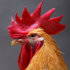 GM rooster