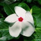 The Madagascar Periwinkle, from which many drugs are derived