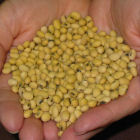 Monsanto's Roundup Ready Soya