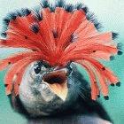 Royal Flycatcher (<i>Onychorhynchus coronatus</i>) in Peru